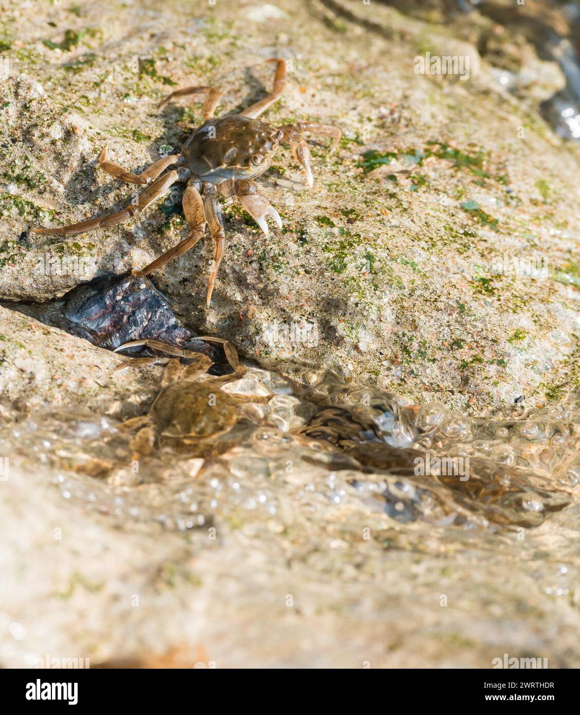 Mehrere chinesische Fäustkrabben (Eriocheir sinensis), invasive Arten, Neozoon, Krabben, Jungtiere bewegen sich neben und im glänzenden Wasser der Elbe und weiter Stockfoto