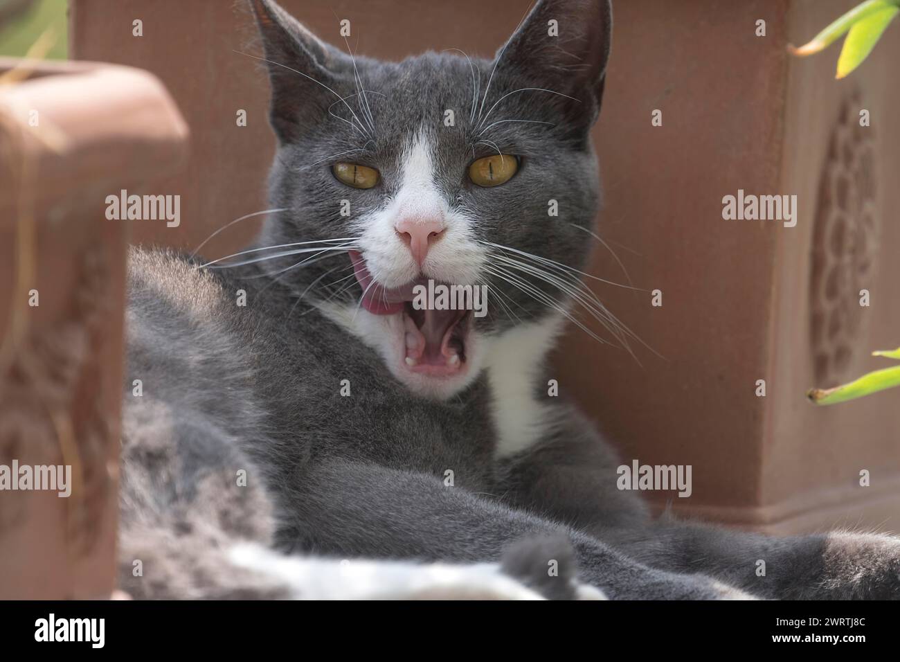 Gähnen felidae (Felis catus), Mecklenburg-Vorpommern, Deutschland Stockfoto