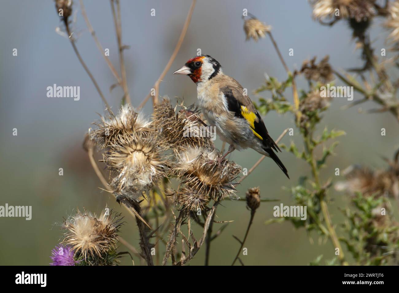 Europäischer Goldfink (Carduelis carduelis) erwachsener Vogel auf einer Speerdistel im Sommer, England, Vereinigtes Königreich Stockfoto