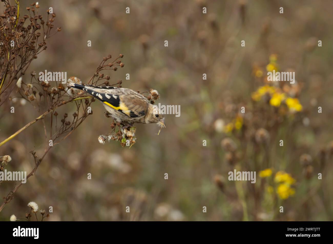 Europäischer Goldfink (Carduelis carduelis) Jungvogel, der im Sommer an einem Ragkraut-Samenkopf füttert, England, Vereinigtes Königreich Stockfoto