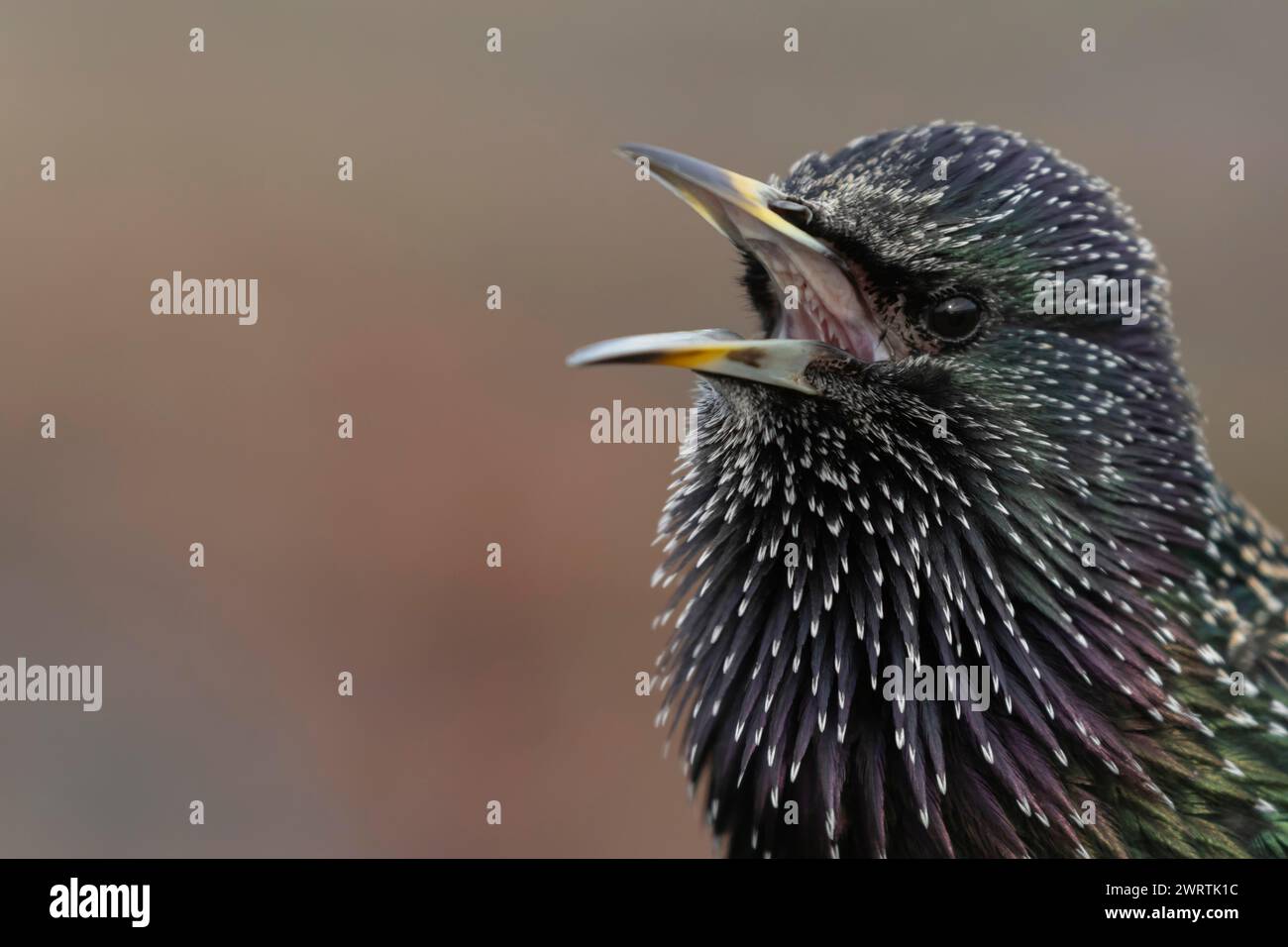 Europäischer Starling (Sturnus vulgaris) Erwachsener Vogel singen, England, Vereinigtes Königreich Stockfoto
