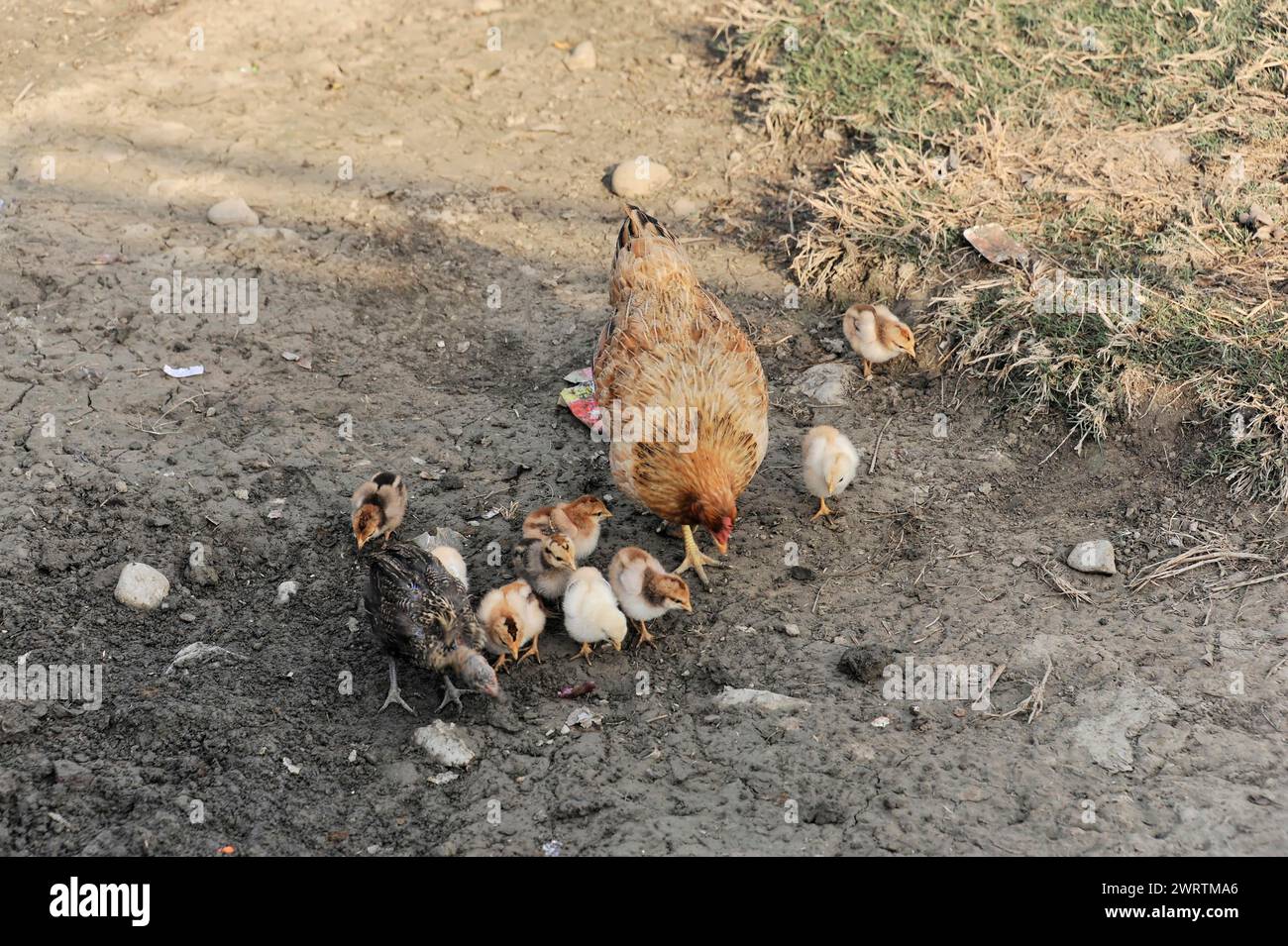 Ein Huhn ernährt ihre Küken auf dem Boden draußen im Chitwan National Park, Nepal Stockfoto