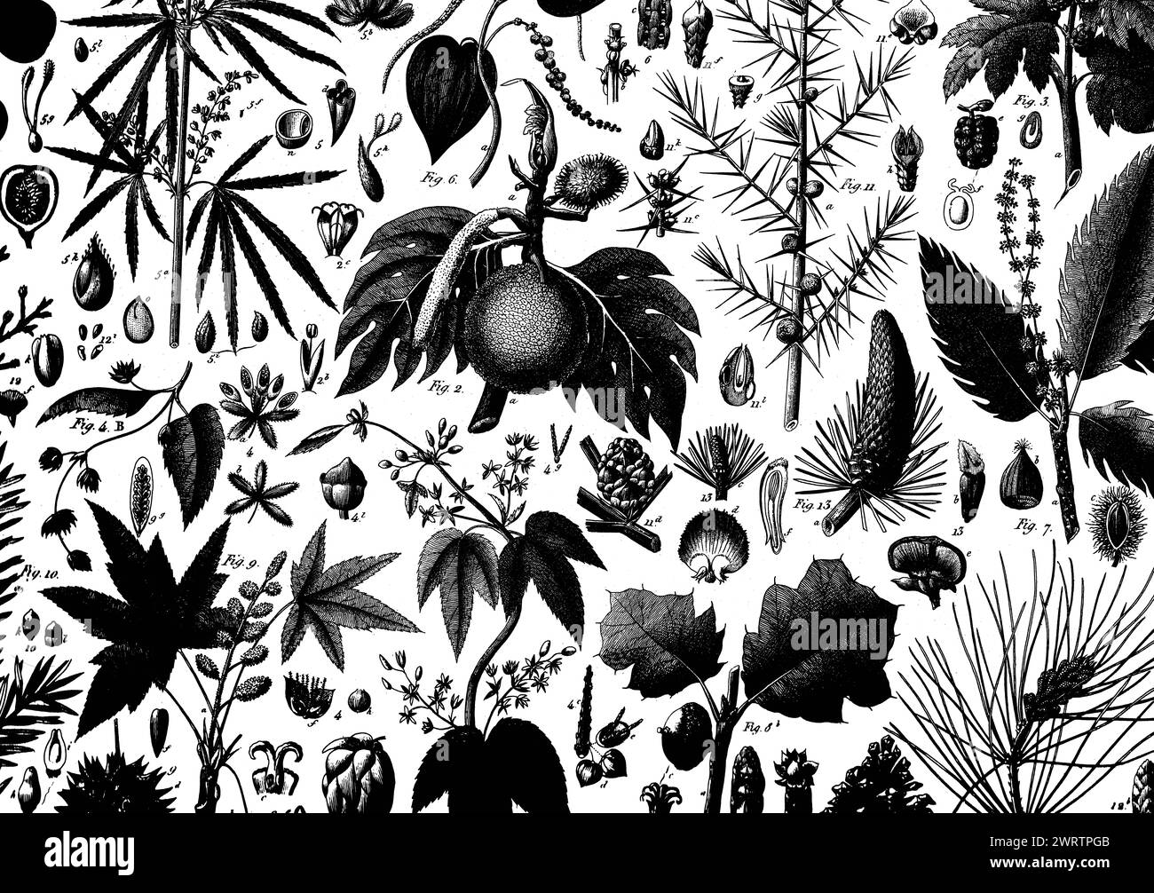 Antike schwarz-weiße Stiche verschiedener Pflanzen auf weißem Hintergrund. Stockfoto