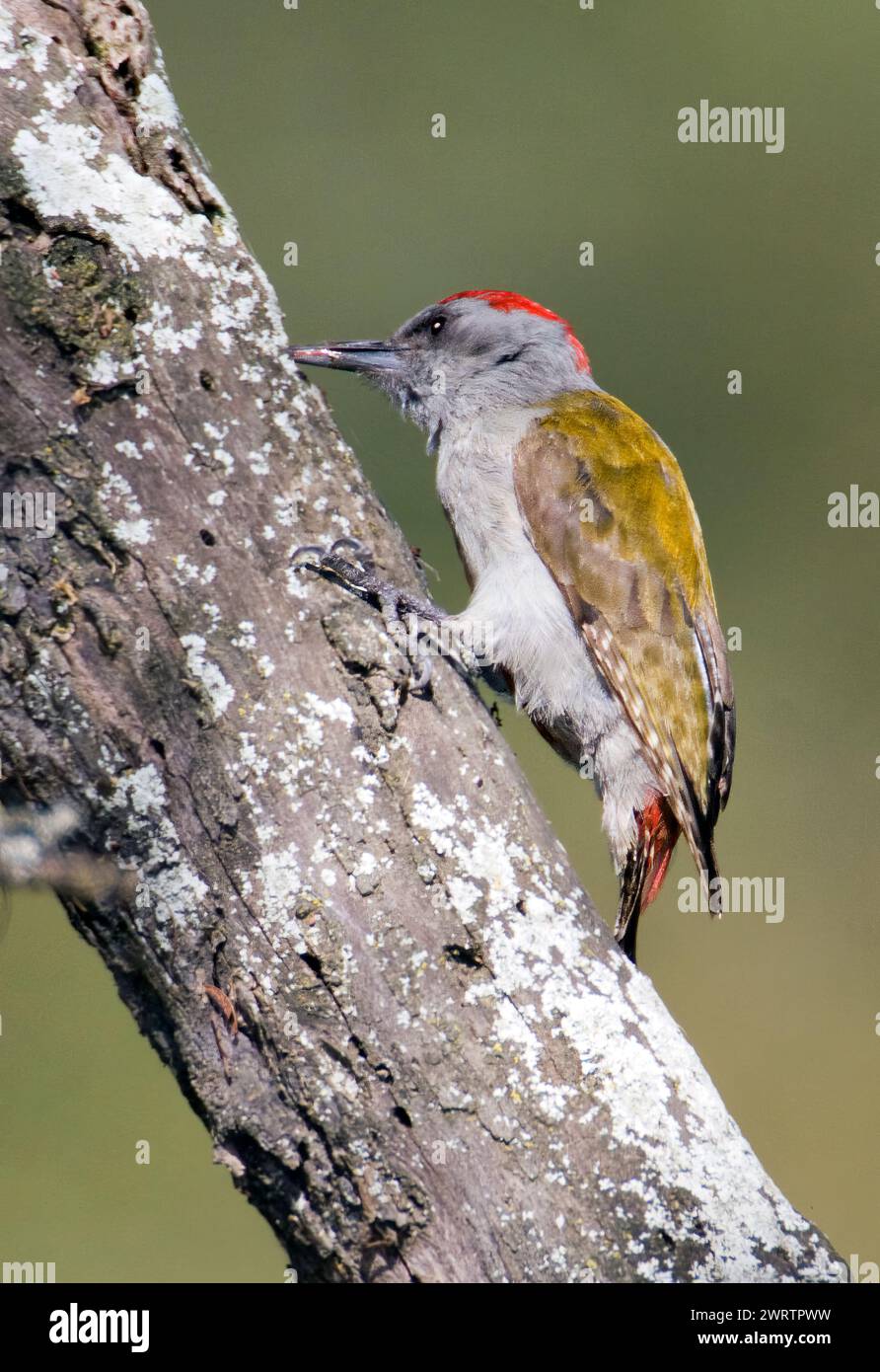 Afrikanischer Grauspecht (Dendropicos goertae, männlich) aus Lake Nakuru, Kenia. Stockfoto