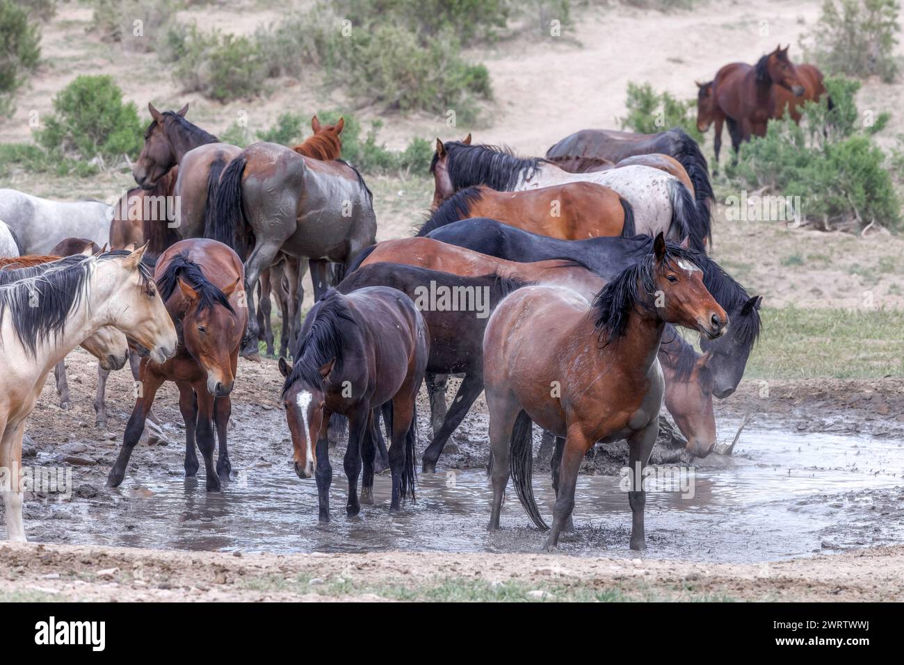 Die Wildpferdeherde des Onaqui Mountain hat eine leichte bis mittelschwere Struktur und ist in Farben wie Sauerampfer, roan, Buchleder, Schwarz, Palomino, und grau. Stockfoto