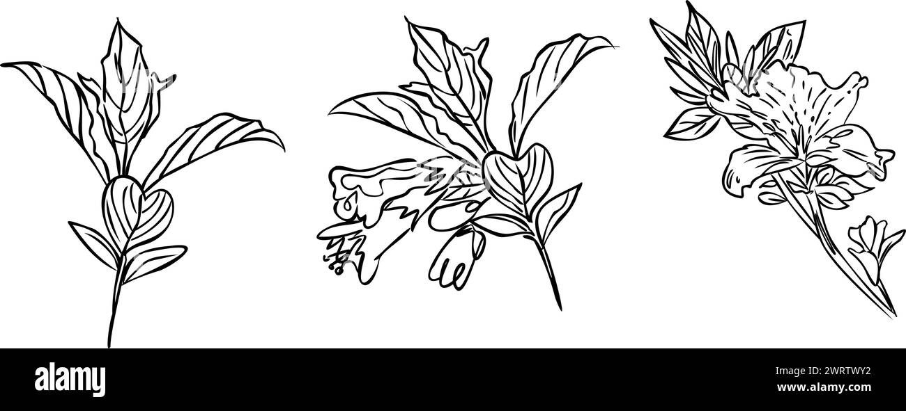 Blumenzeichnung und -Zeichnung mit Strichgrafik auf weißem Hintergrund. Stock Vektor