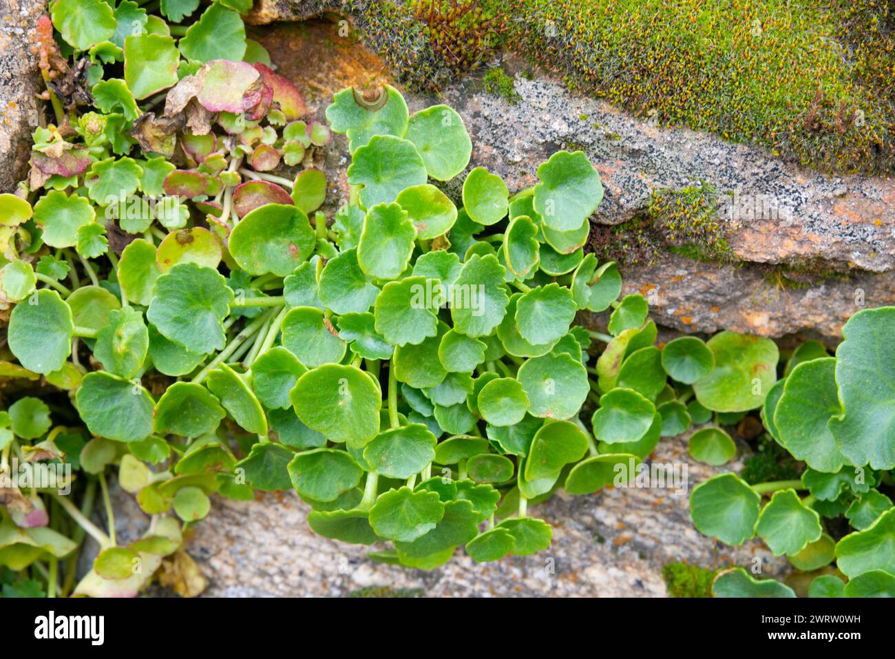 Numbilicus rupestris Pflanze in einem Stein. Stockfoto