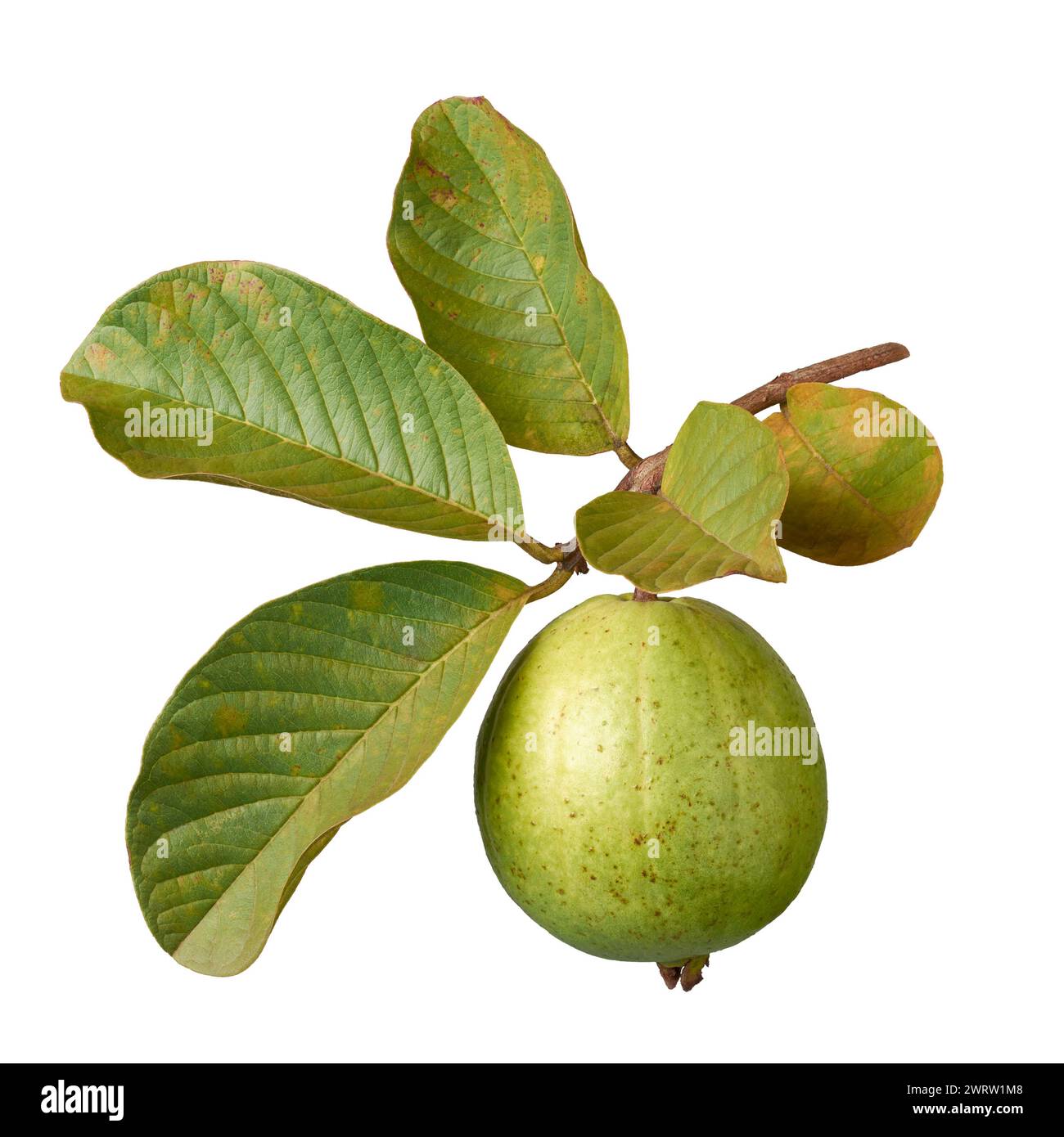 Guave mit ihrem Baumzweig isoliert auf weißem Hintergrund, oval geformte gewöhnliche tropische und nährstoffreiche Früchte, die reich an Vitamin C und Ballaststoffen sind Stockfoto