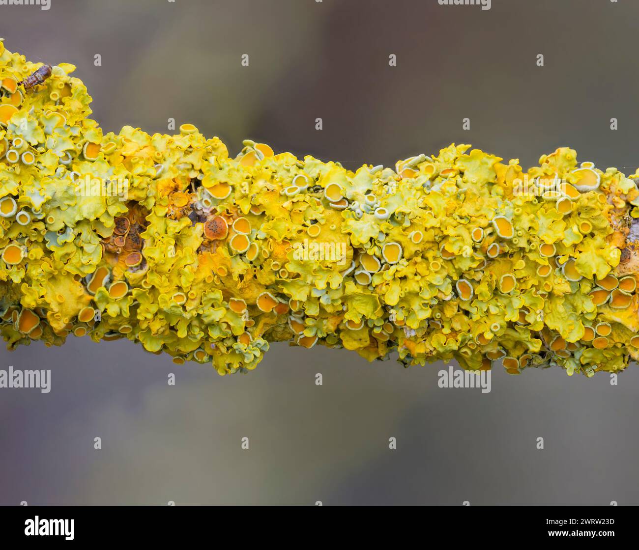 Maritime Sunburst Flechte (Xanthoria parietina), auch bekannt als Orange Flechte oder Yellow Scale, bedeckt einen Zweig in Lancashire, Großbritannien Stockfoto