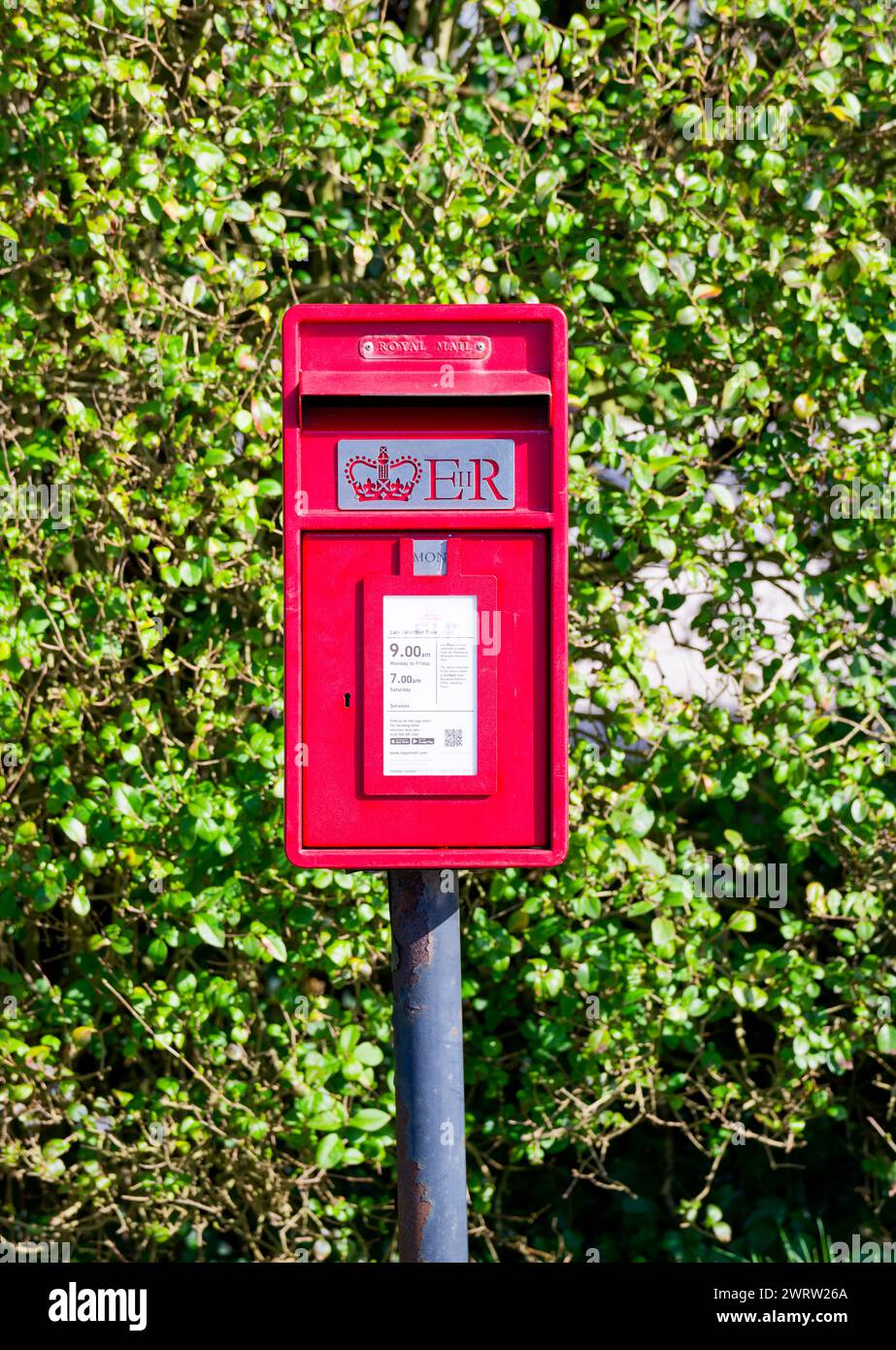 Ein roter Briefkasten auf einem Pol an einem Grasrand vor einer Hecke, in einem ländlichen Dorf in Lancashire Stockfoto