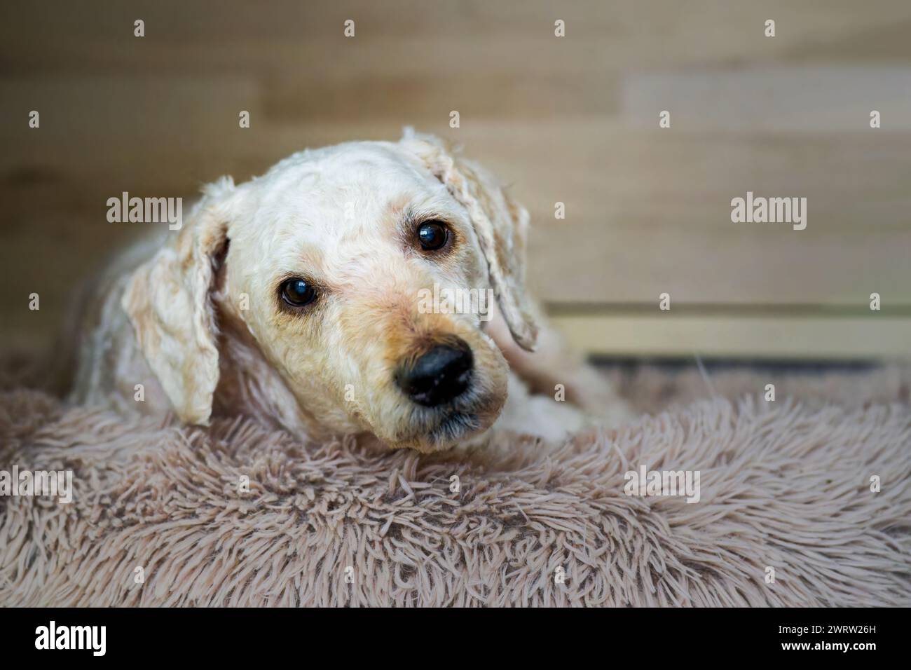 Ein süßer männlicher Labradoodle-Hund, der auf seinem Bett liegt und in die Kamera blickt Stockfoto
