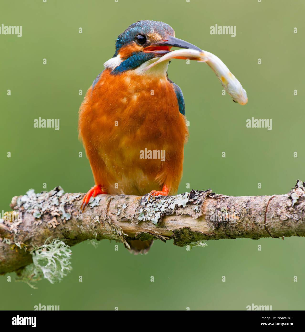 Ein wunderschöner Eisvogel (Alcedo atthis), der auf einem Zweig über einem Teich thront und mit einem Fisch im Schnabel, nahe Leeds, West Yorkshire, Großbritannien Stockfoto