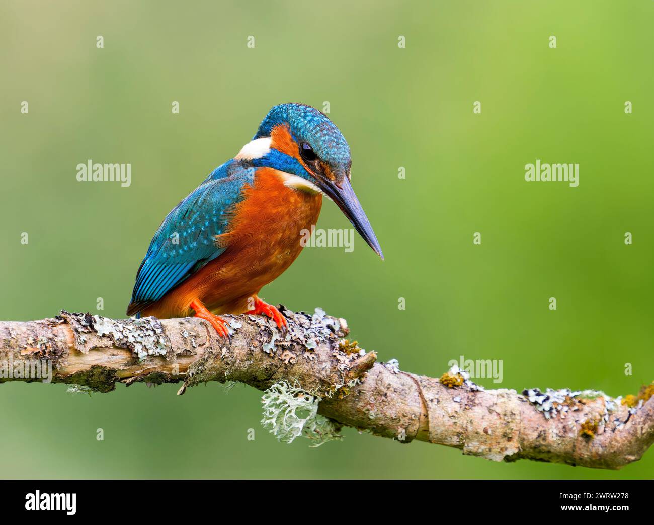 Ein wunderschöner Eisvogel (Alcedo atthis), der auf einem Flechtenzweig über einem Teich in der Nähe von Leeds, West Yorkshire, Großbritannien, thront Stockfoto