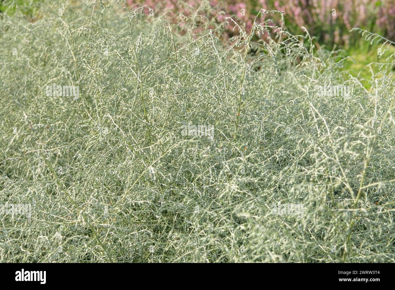 Spargel albus wachsen im Garten. Aromatische Pflanzen wachsen im Freien. Anbau von Gewürzen zur weiteren Verwendung. Landwirtschaft und Ernte. Stockfoto