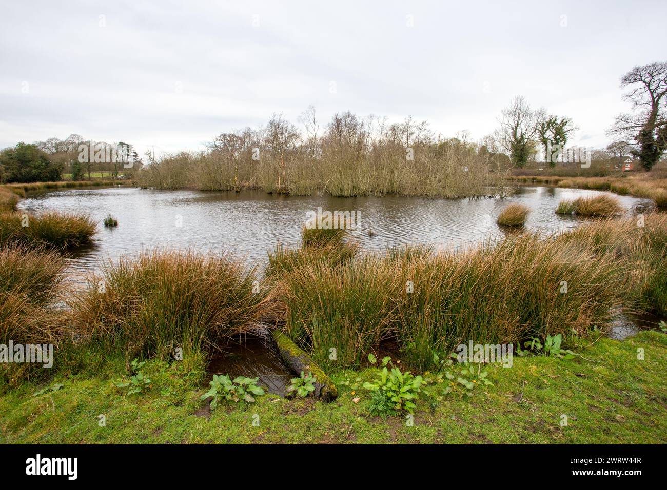 SSSI-Naturschutzgebiet und Flachland-Moos und Mere im Dorf Cheshire Smallwood England Stockfoto