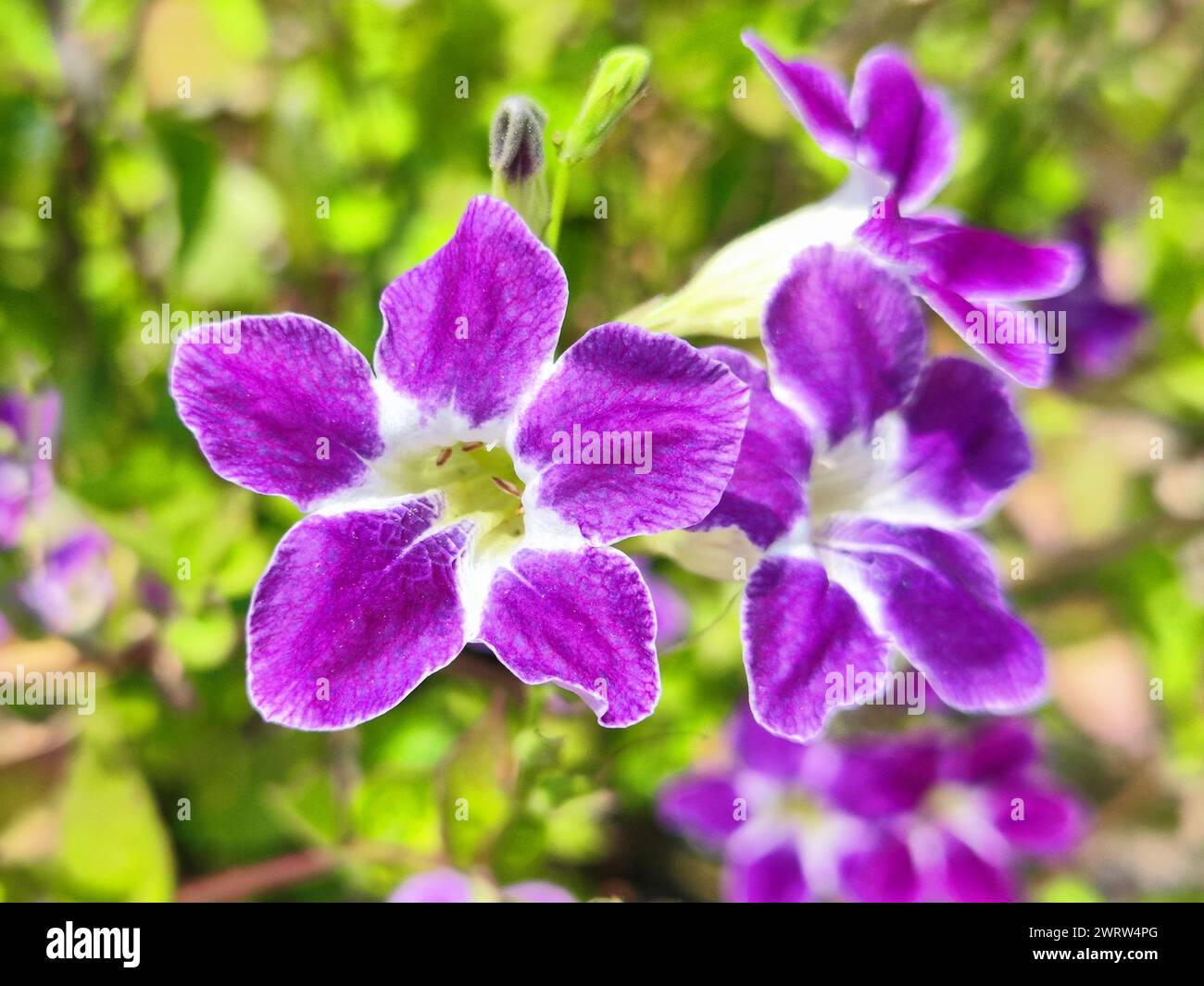 Leuchtend violette Gartenblumen blühen draußen Stockfoto