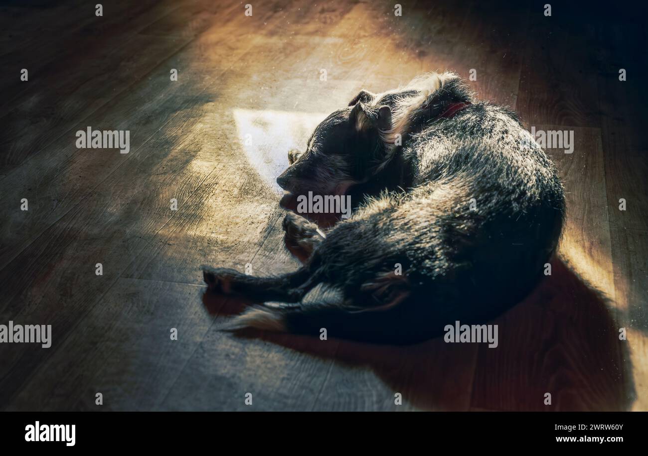 Der Hund liegt unter den Sonnenstrahlen in einem dunklen Raum Stockfoto