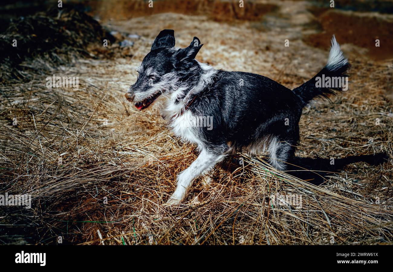 Ein Hund mit einer schmutzigen Nase gräbt Löcher auf dem Feld Stockfoto