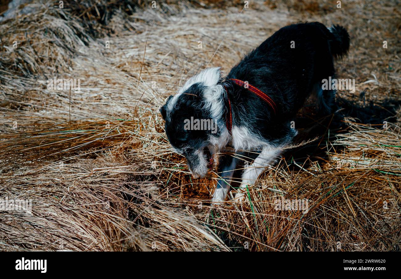 Ein Hund mit einer schmutzigen Nase gräbt Löcher auf dem Feld Stockfoto