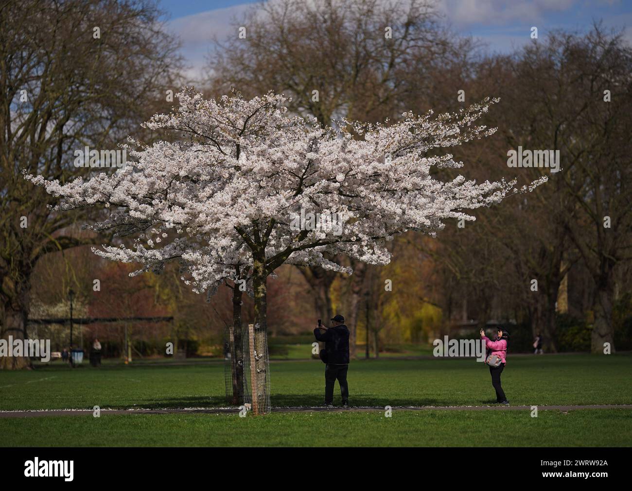 Die Leute machen Fotos von den Kirschblüten an einem warmen Frühlingstag im Battersea Park, London. Bilddatum: Donnerstag, 14. März 2024. Stockfoto