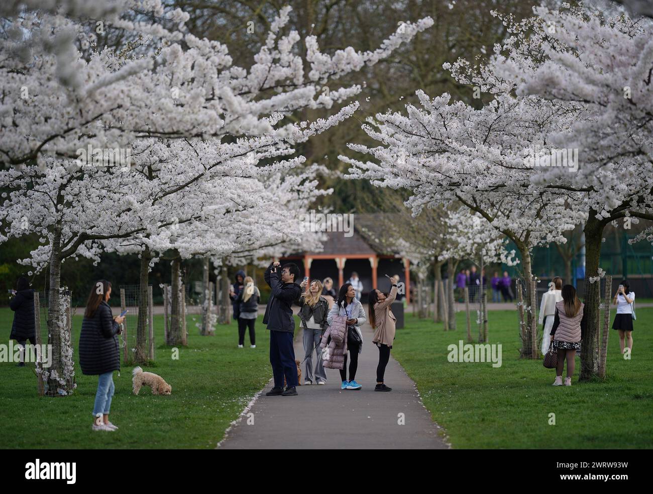 Die Leute machen Fotos von den Kirschblüten an einem warmen Frühlingstag im Battersea Park, London. Bilddatum: Donnerstag, 14. März 2024. Stockfoto