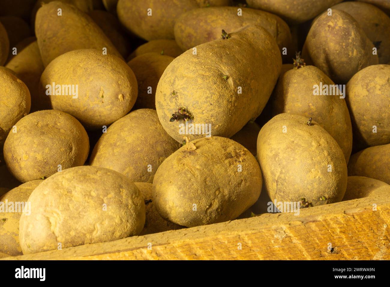 Vorgekeimte Frühkartoffeln, gelagert in Kisten (Pflanzkartoffeln) Stockfoto