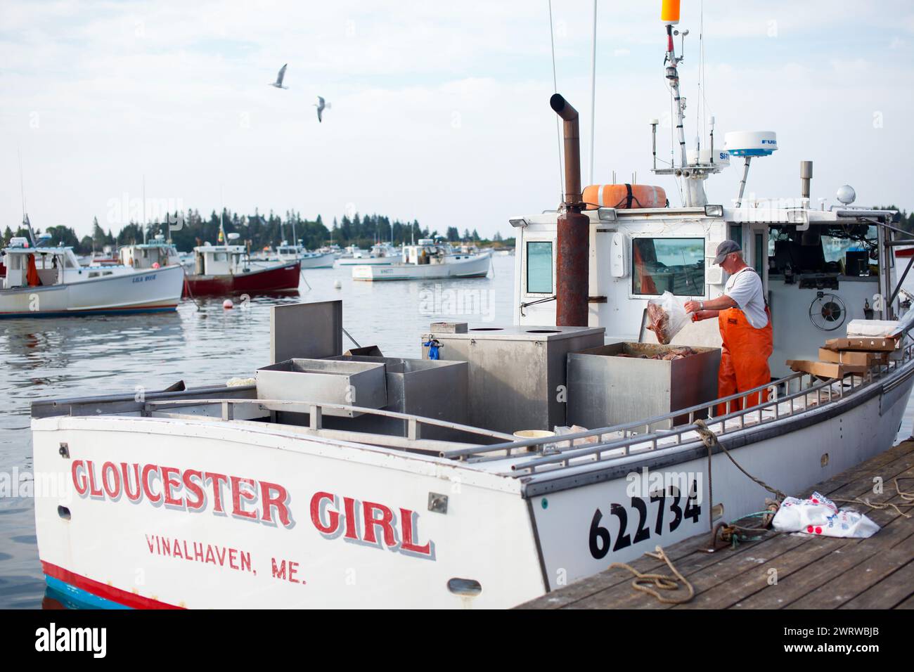 Lebende Hummer zum Verkauf in Vinalhaven, Maine, USA. Stockfoto