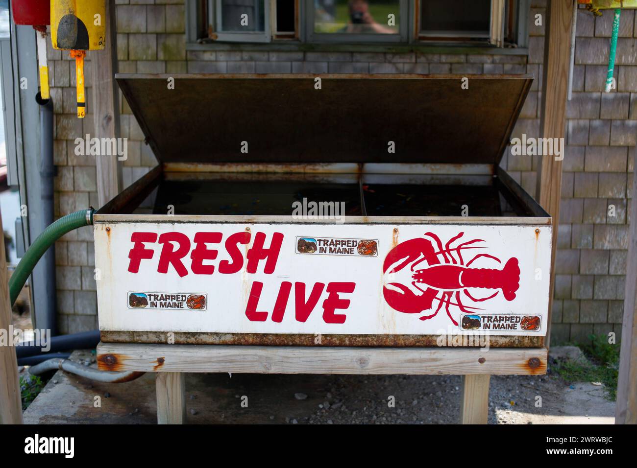 Lebende Hummer zum Verkauf in Vinalhaven, Maine, USA. Stockfoto