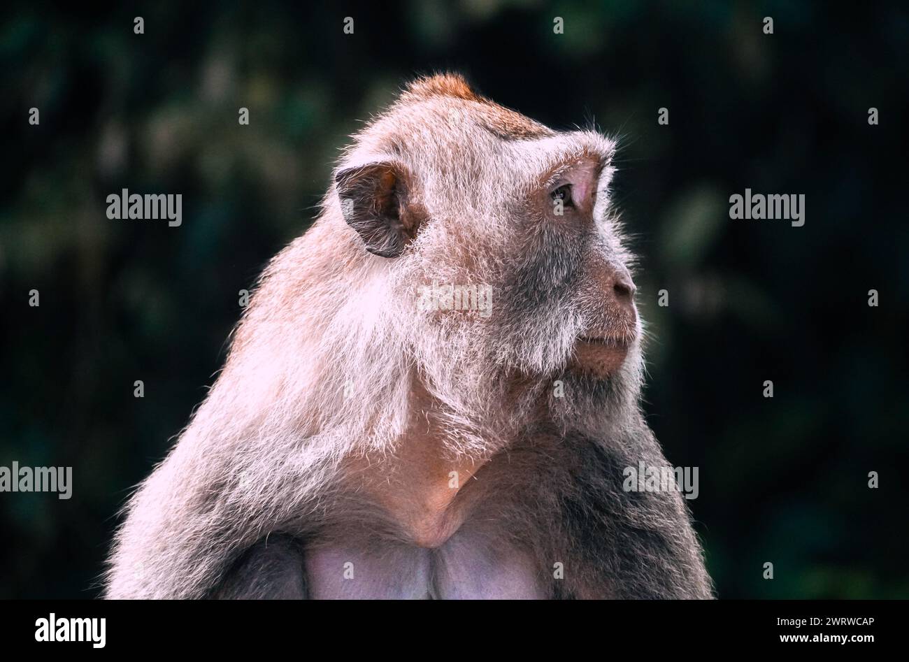 Nahaufnahme eines Affen Stockfoto