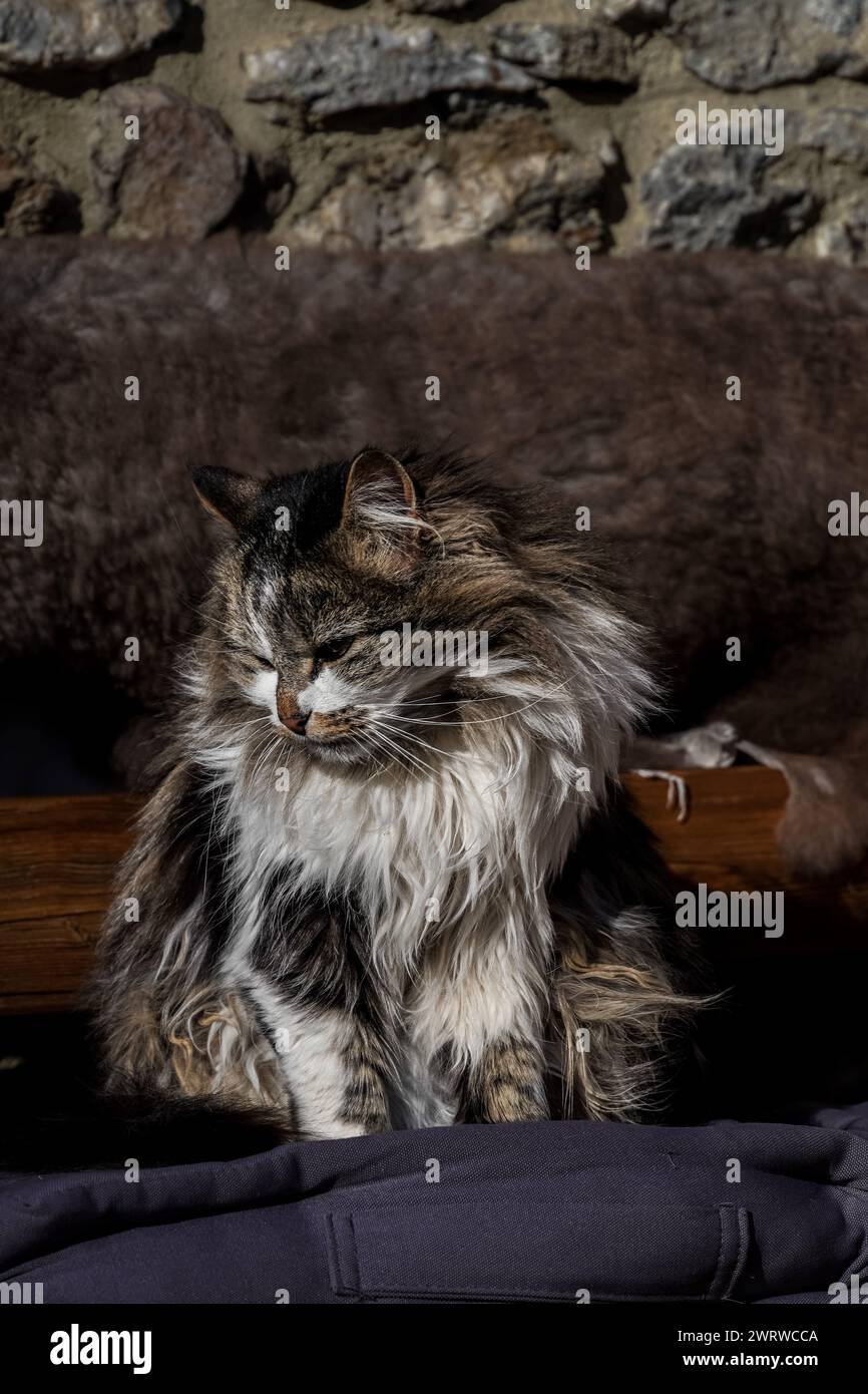 Schöne graue Katze draußen auf der Bank Stockfoto