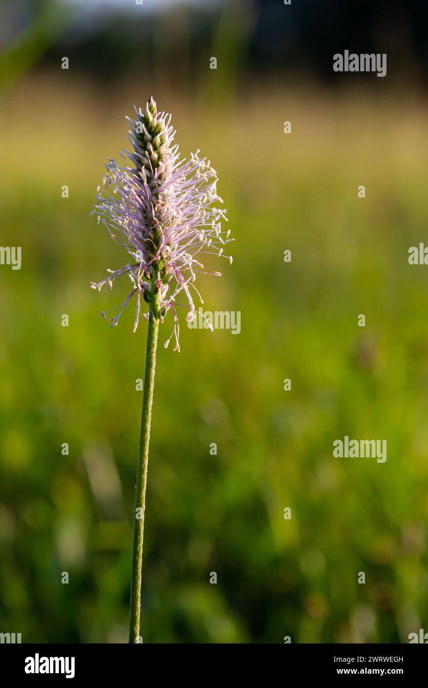 Plantago Media, Altenplantain, Plantaginaceae. Wilde Pflanze im Frühling erschossen. Stockfoto