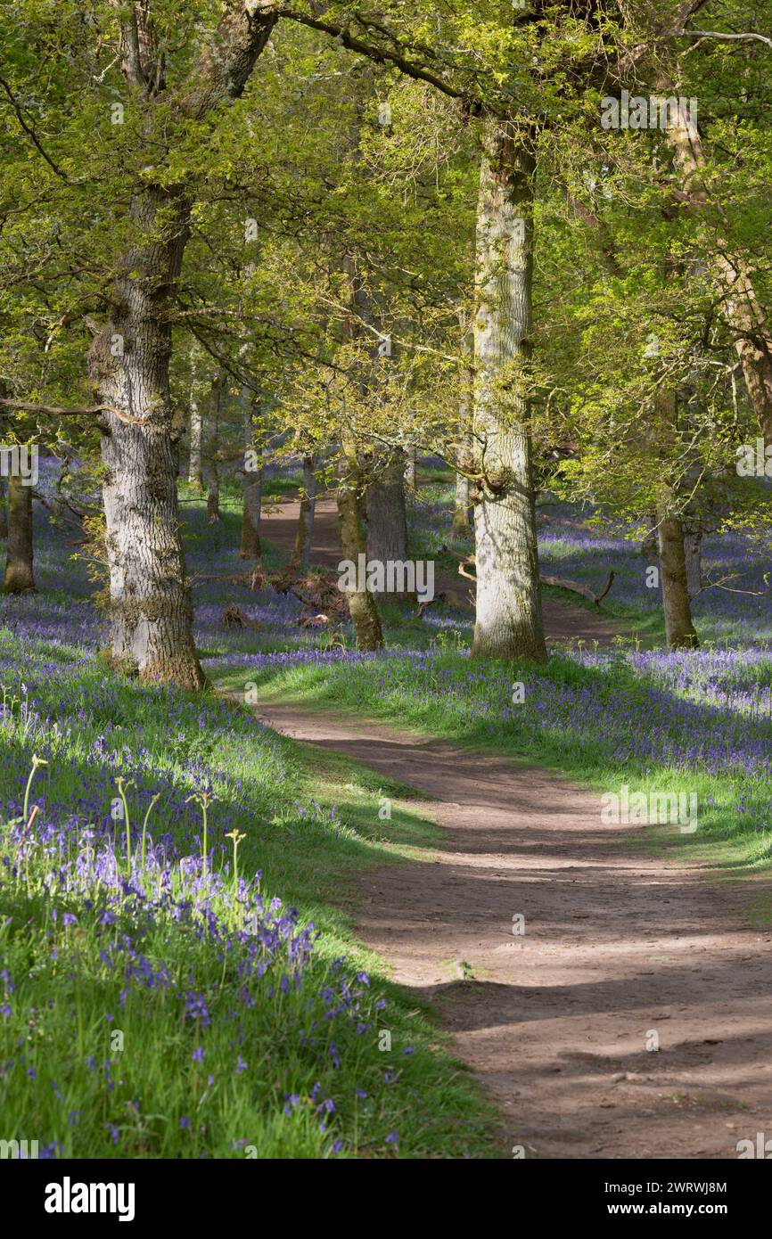 A Path through a Carpet of Bluebells (Hyacinthoides non-Scripta) in the Ancient Oakwood im Kinclaven Bluebell Wood in Perth and Kinross, Schottland Stockfoto