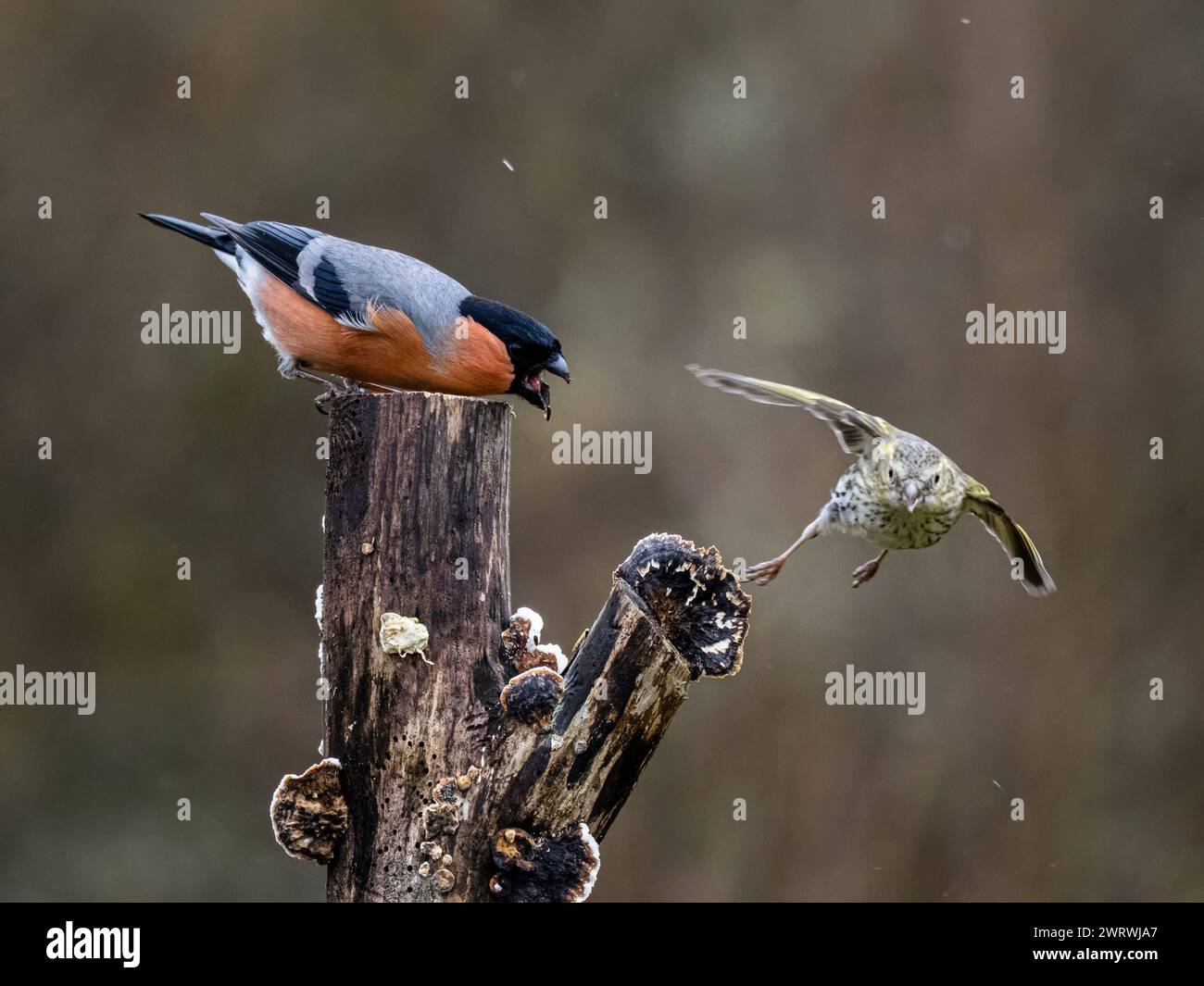 Männliche Bullfinken- und Siselzänke im Spätwinter in Mittelwales Stockfoto