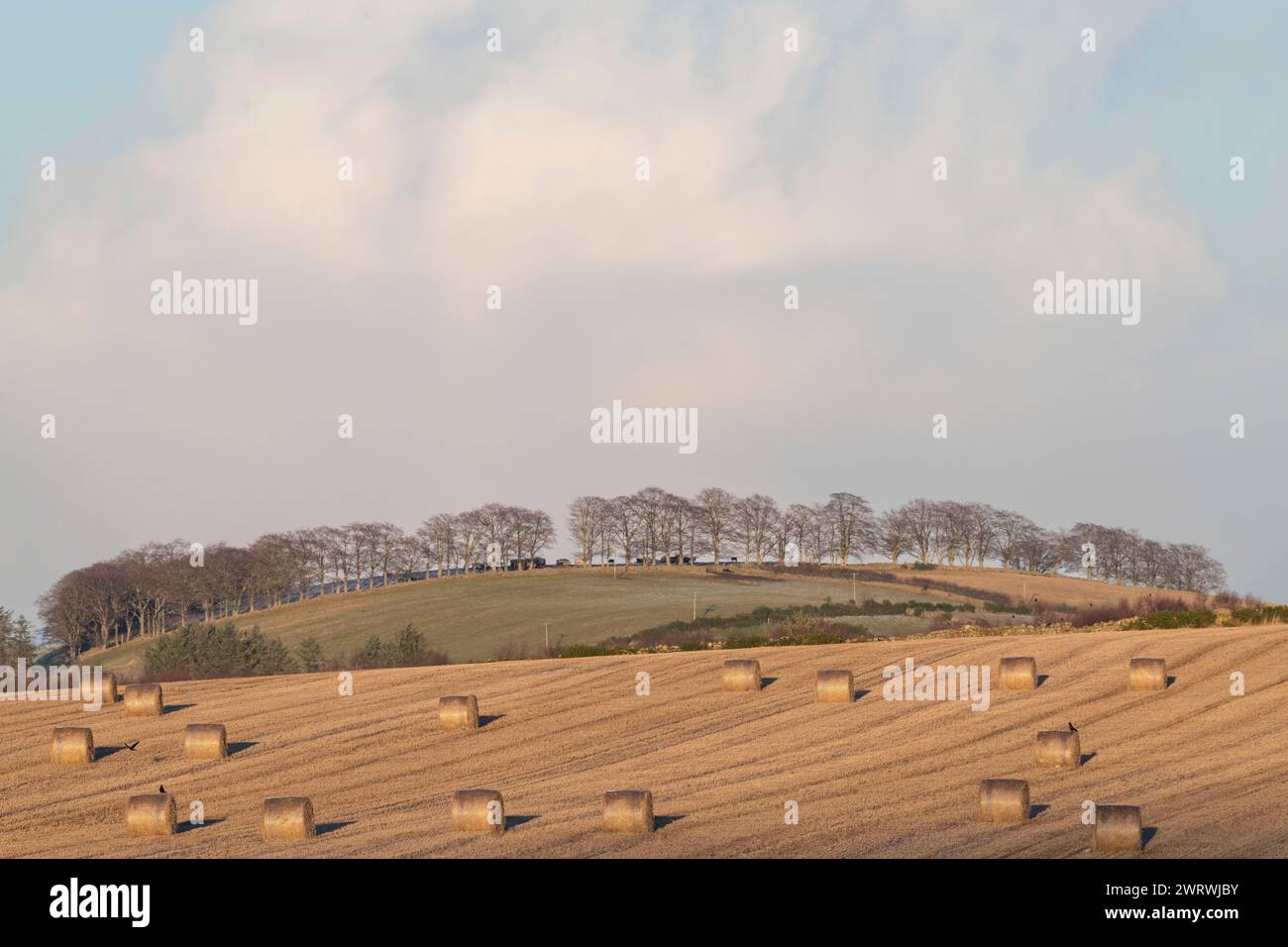 Runde Strohballen auf einem Stoppelfeld im Winter mit einer Linie Buchen (Fagus Sylvatica) am Horizont Stockfoto