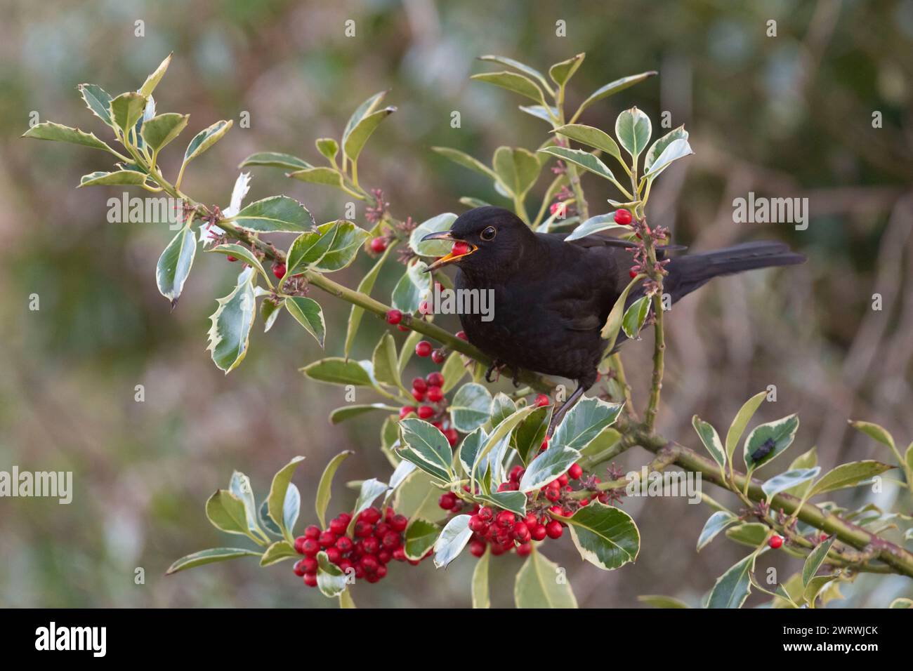 Ein männlicher Schwarzvogel (Turdus Merula), der im Winter Stechpalmenbeeren (Ilex aquifolium) fresst Stockfoto