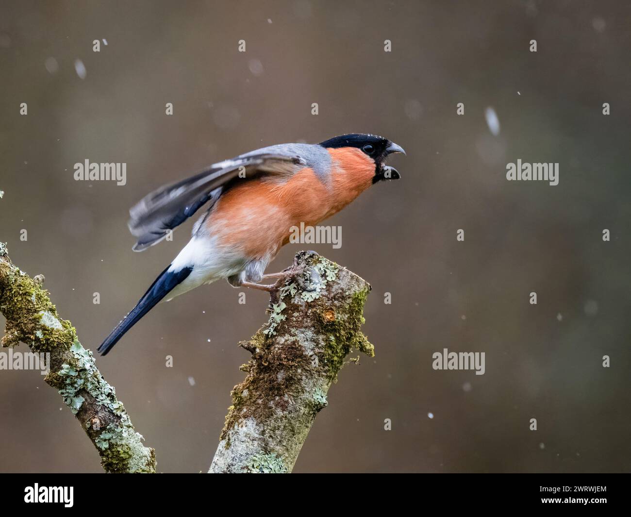 Männliche Bullfinken auf der Suche im Spätwinter in Mittelwales Stockfoto