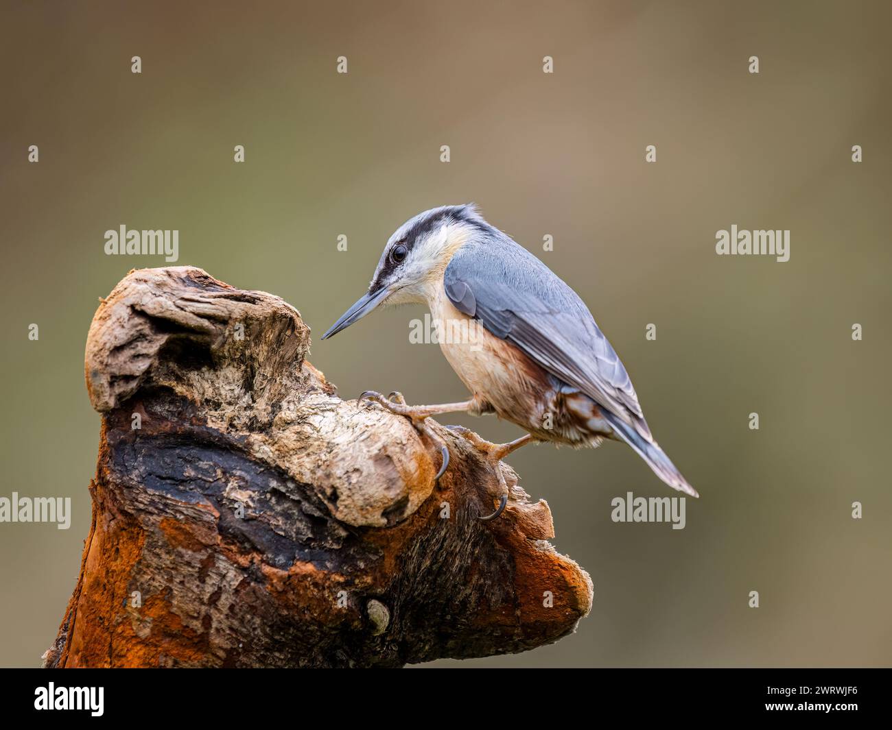 Europäische Nuthatch auf der Suche im Spätwinter in mittlerem Wales Stockfoto