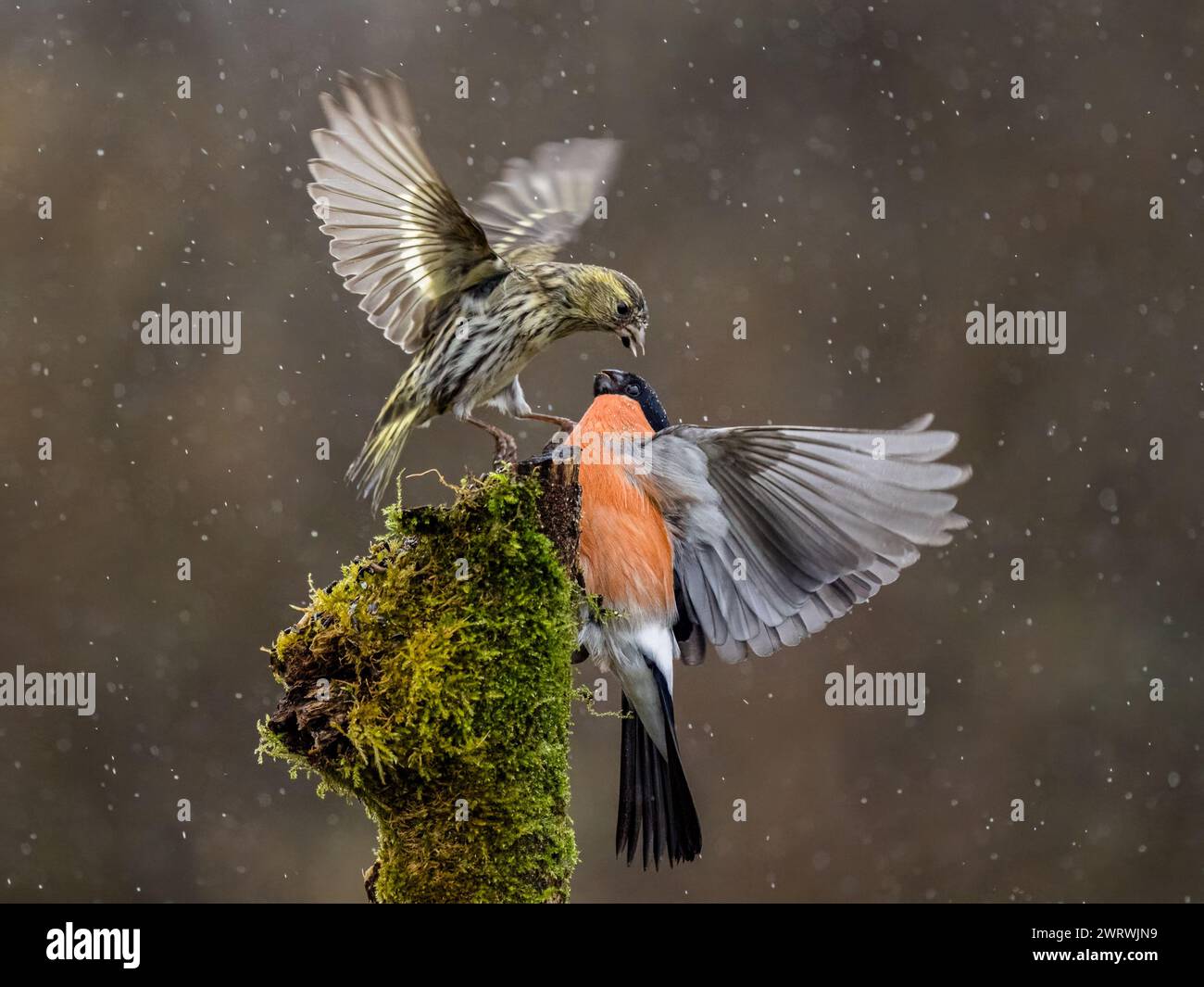 Männliche Bullfinken- und Siselzänke im Spätwinter in Mittelwales Stockfoto