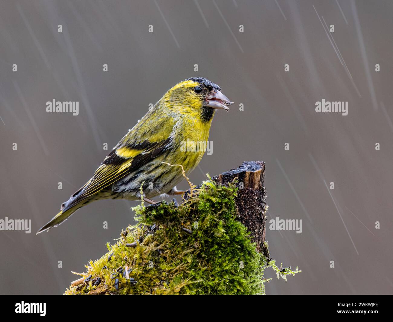 Siskin sucht im Spätwinter in mittleren Wales Stockfoto