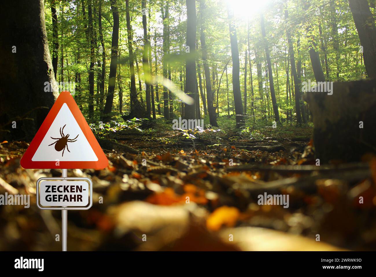 Warnschild für infizierte Zecken im Wald. Risiko von Zecken und Lyme-Borreliose. Stockfoto