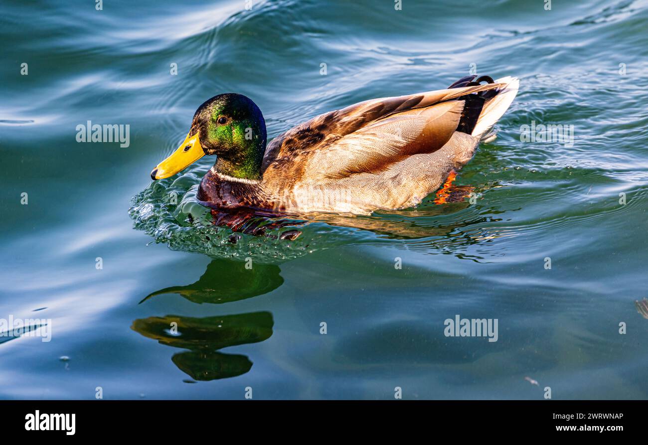 Eine Stockente schwimmt im Wasser des Bodensees. (Kreuzlingen, Schweiz, 27.05.2023) Stockfoto