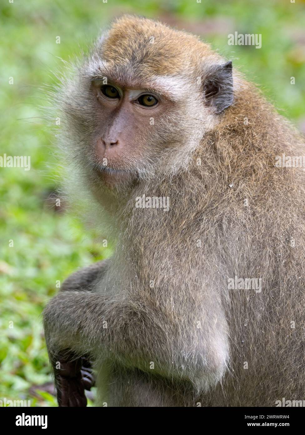 Langschwanzmakaken oder Krabbenfressende Makaken (Macaca fascicularis) Phang-nga, Nr Khao Lak, Thailand Stockfoto