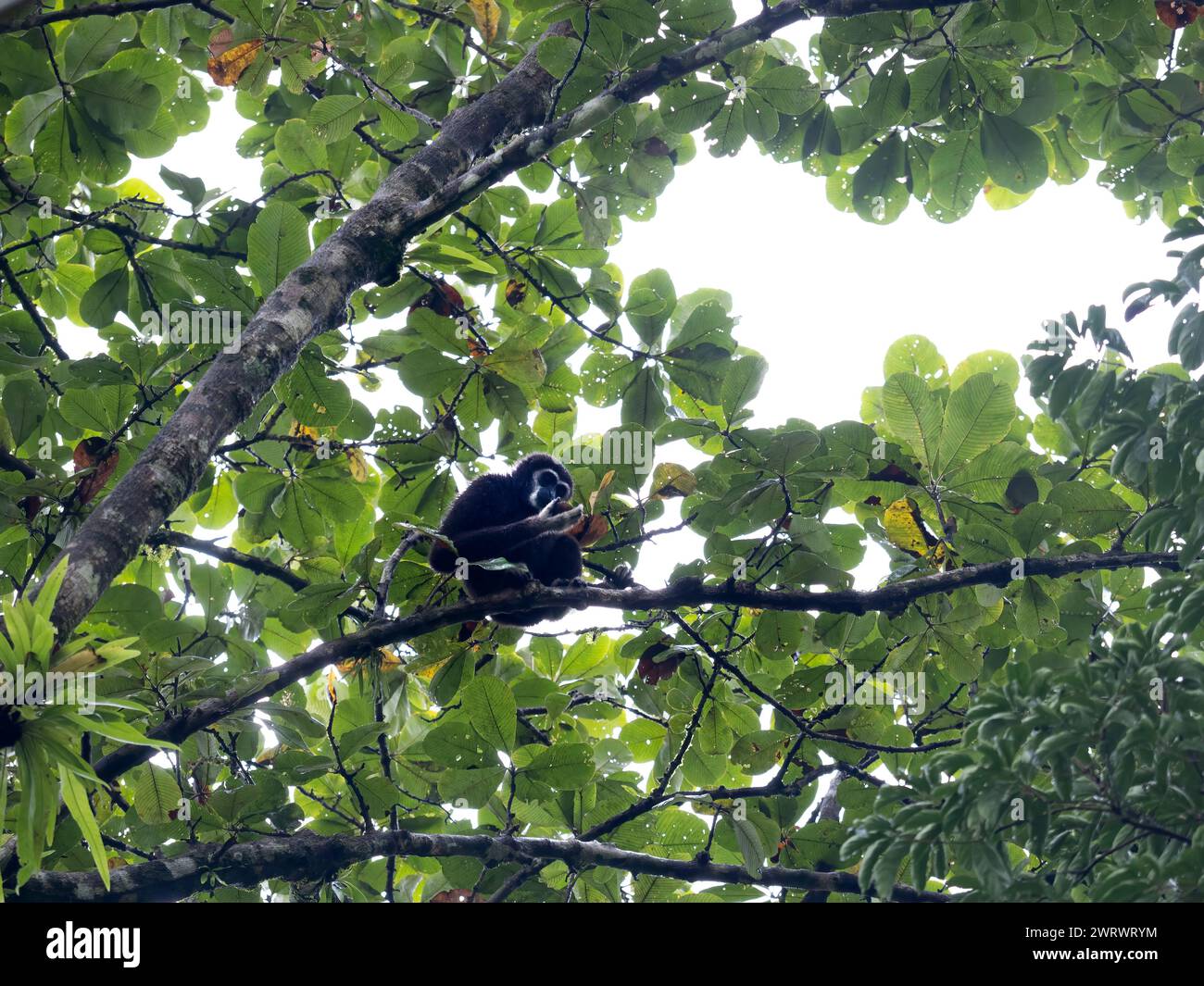 Weißhändige Gibbon oder Lar Gibbon (Hylobates lar), hoch im Baum sitzend, Khao Sok Nature Reserve, Thailand Stockfoto