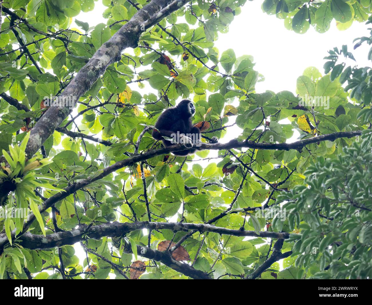 Weißhändige Gibbon oder Lar Gibbon (Hylobates lar), hoch im Baum sitzend, Khao Sok Nature Reserve, Thailand Stockfoto