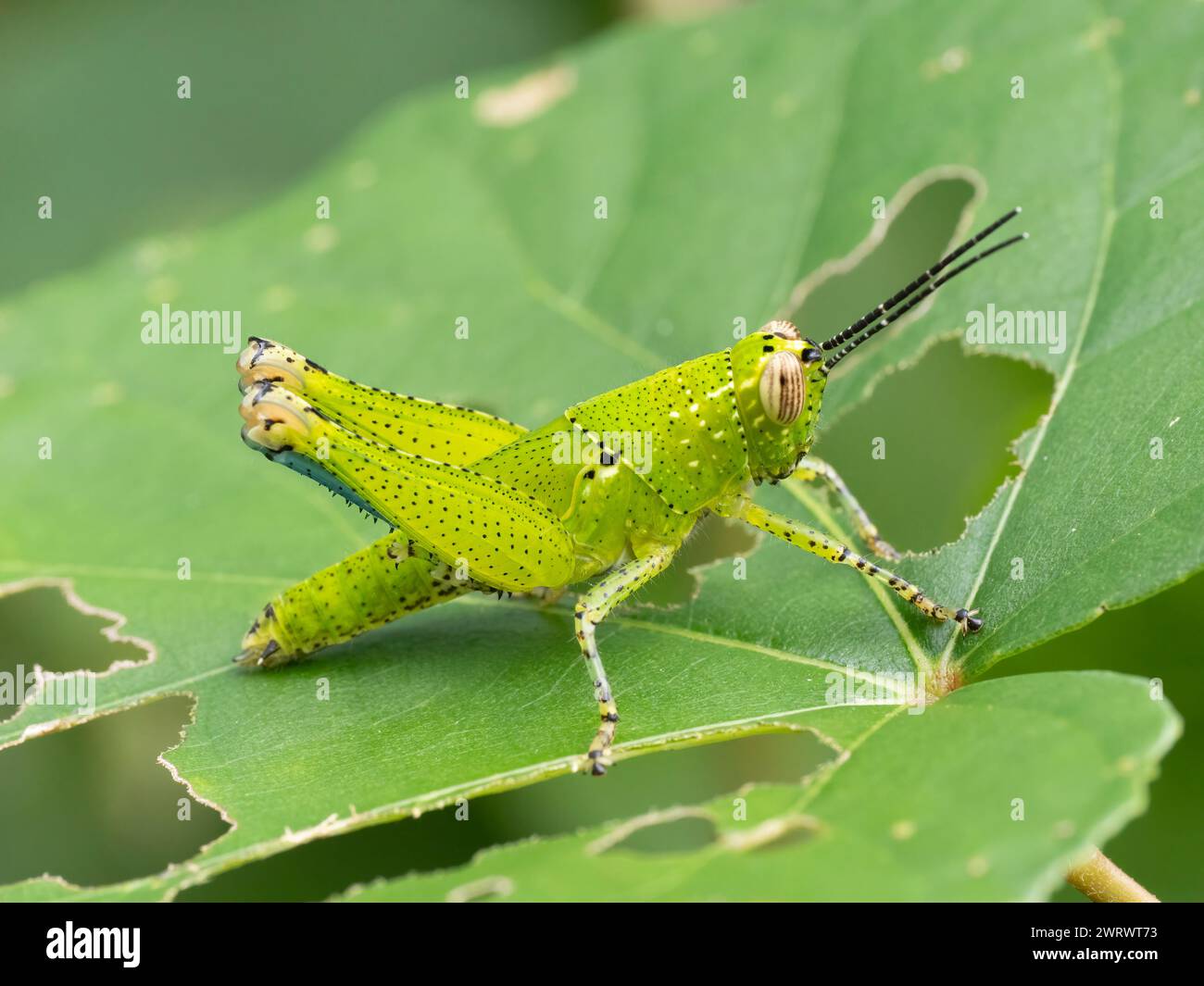 Grasshopper, Nymphe (Xenocatantops humilis) Khao Lak, Thailand Stockfoto