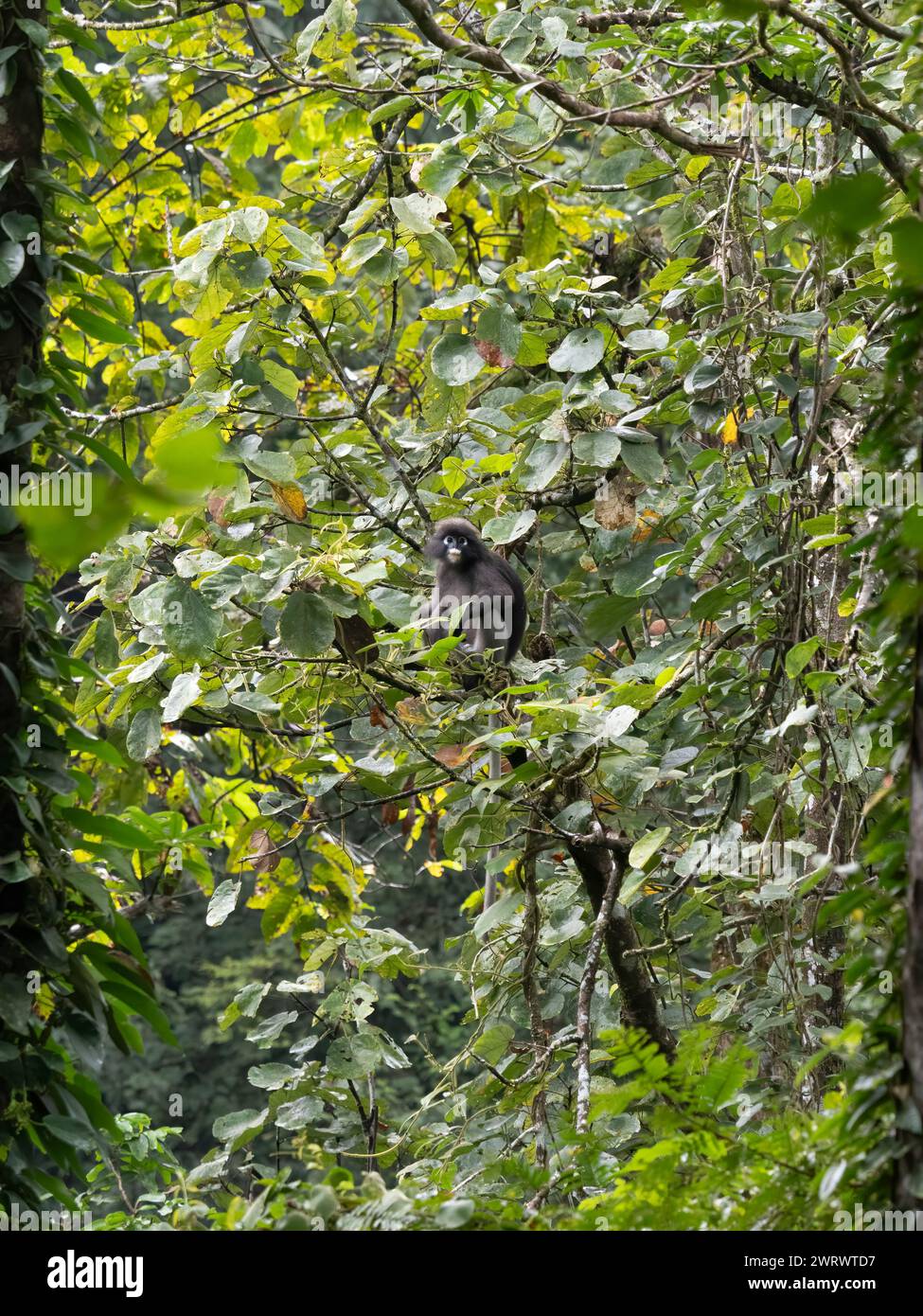 Dämmeraffe oder Leaf Affe (Trachypithecus obscurus), hoch im Baum, Khao Sok Nature Reserve, Thailand Stockfoto