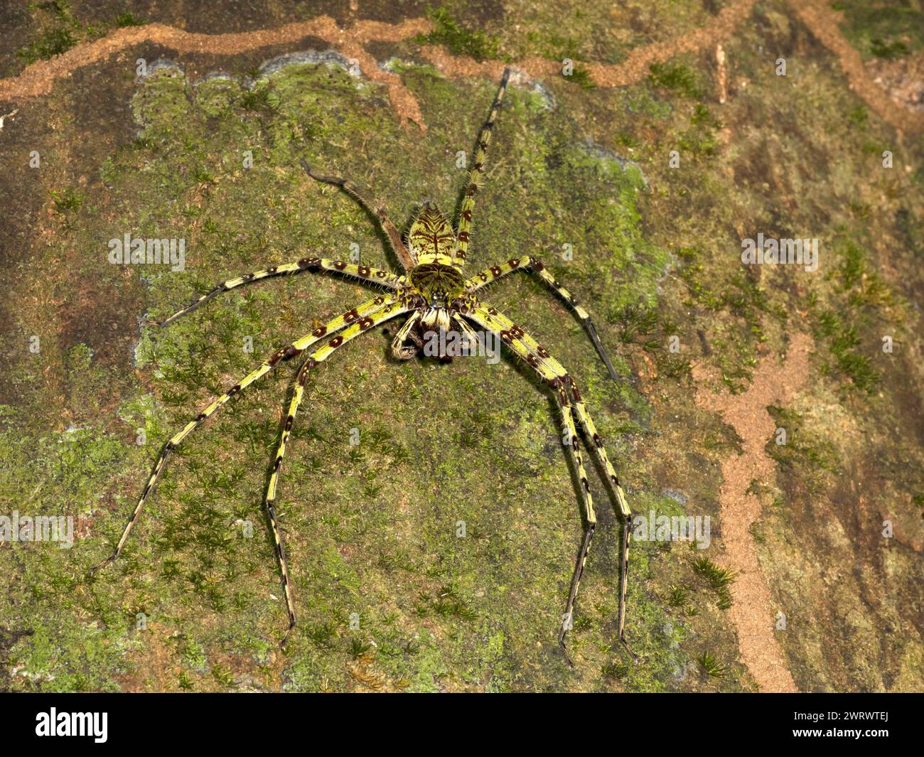 Flechten Huntsman Spider (Heteropoda boiei) getarnt auf Baumstamm, Khao Sok Nature Reserve, Thailand Stockfoto