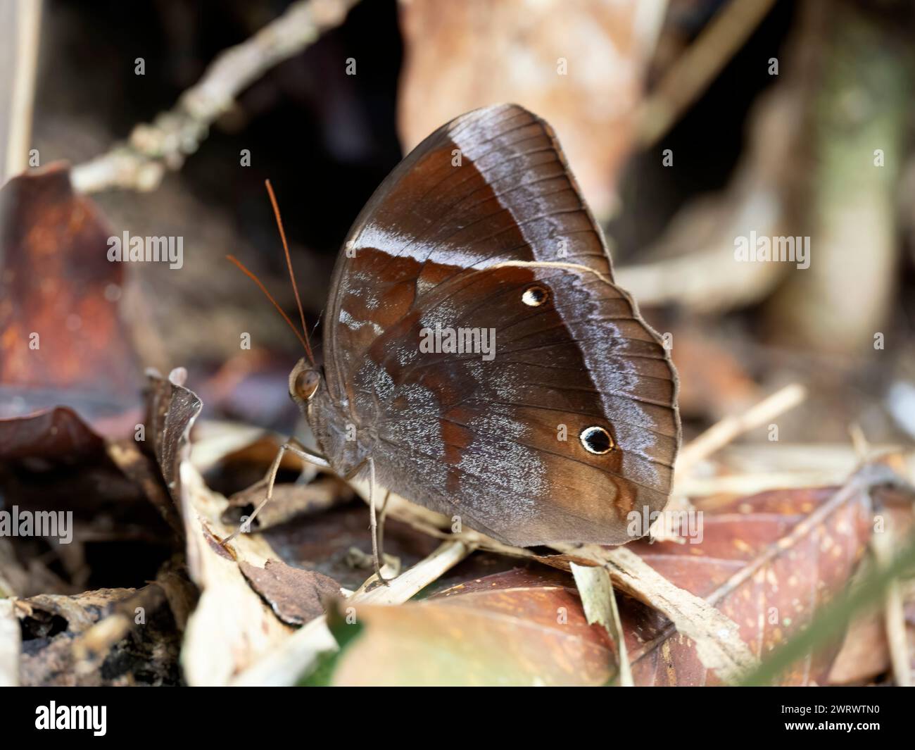 Dunkler Jungleglory Schmetterling (Thaumantis klugius) Khao Sok Nature Reserve, Thailand Stockfoto