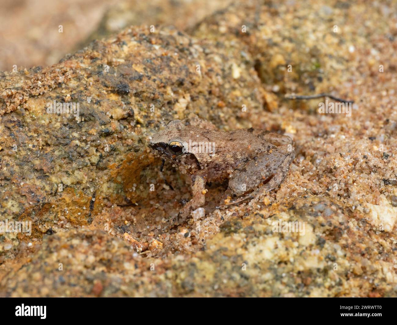 Koh Chang Wart Frog (Limnonectes kohchangae) Nr Chong Fah Wasserfall, Khao Lak, Thailand Stockfoto