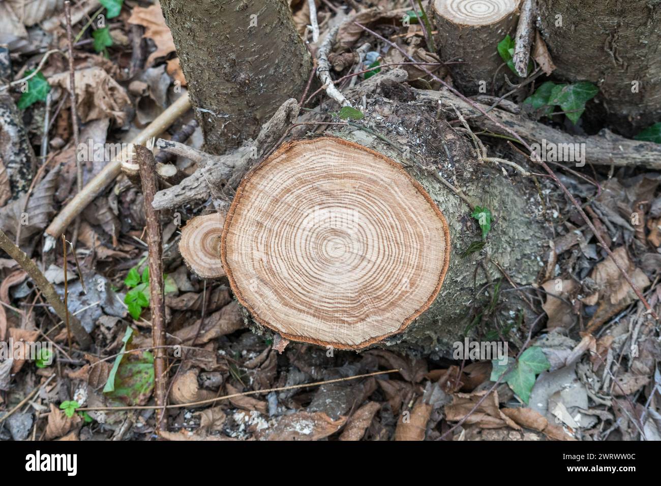 Schneiden Sie den Baumstamm mit kreisförmigen Schnitten. Typische Winterfarben. Vorhandensein von Venen auf der Oberfläche. Stockfoto